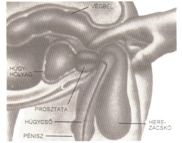 Prostatitis vagy görcs fáj a prosztata és a vese