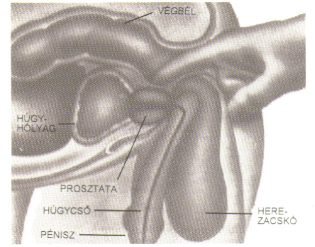 Prosztata a hátsó átjáró súlyosságát - A fájdalmas hólyag szindróma tünetei